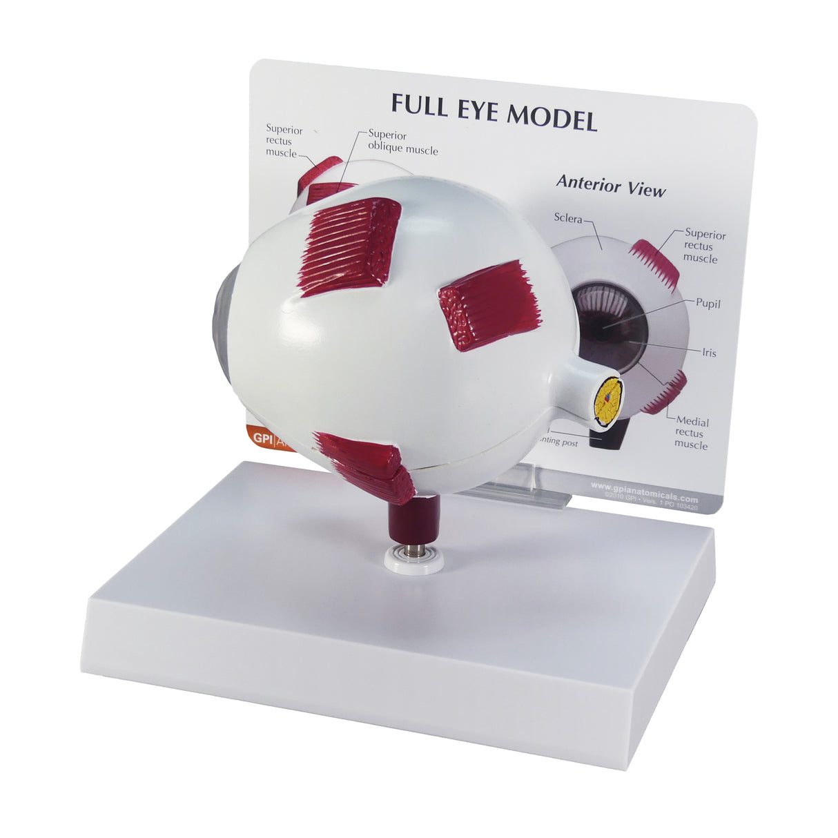Full Eye Model