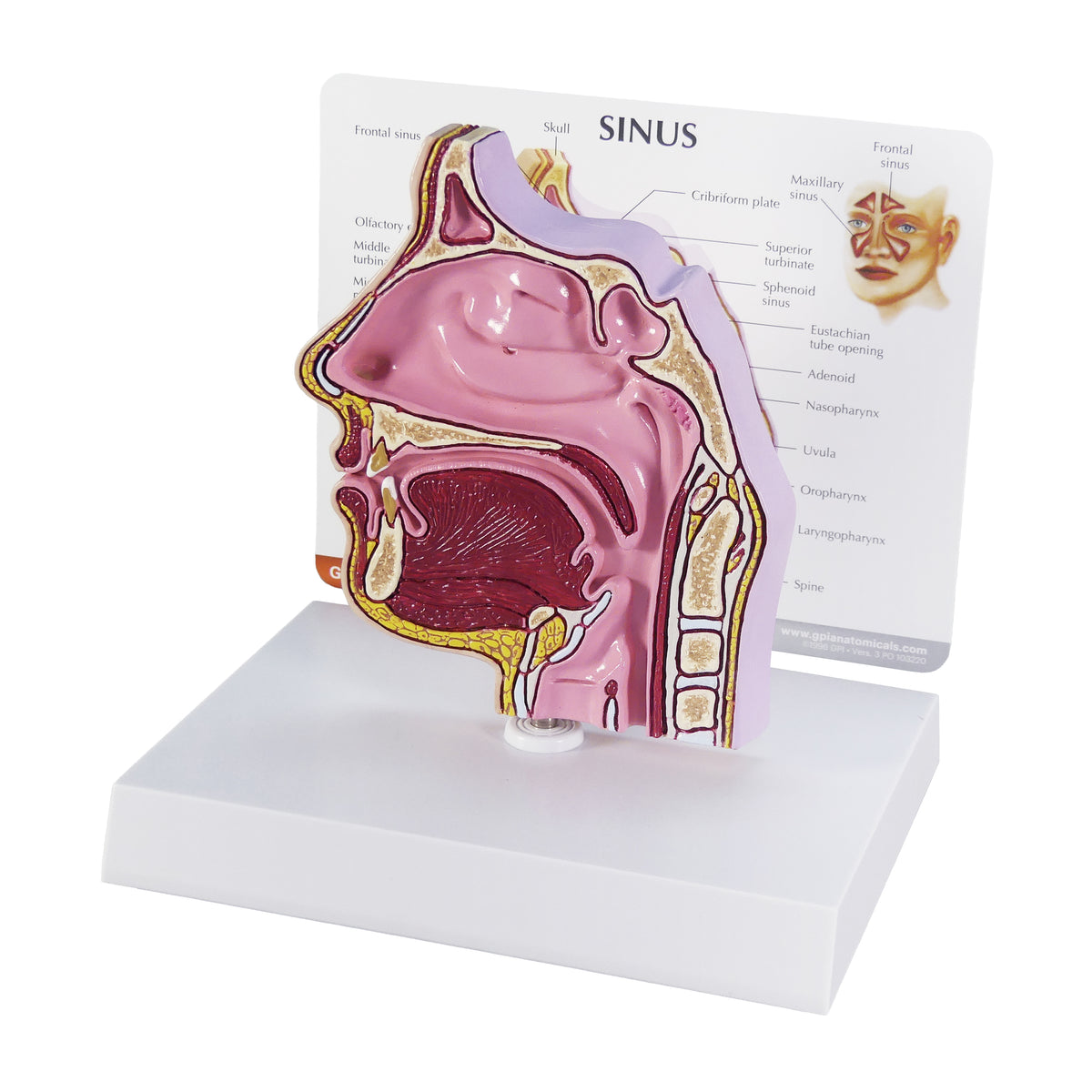 3d Sinus Function Sinus Model – GPI 3D Anatomy