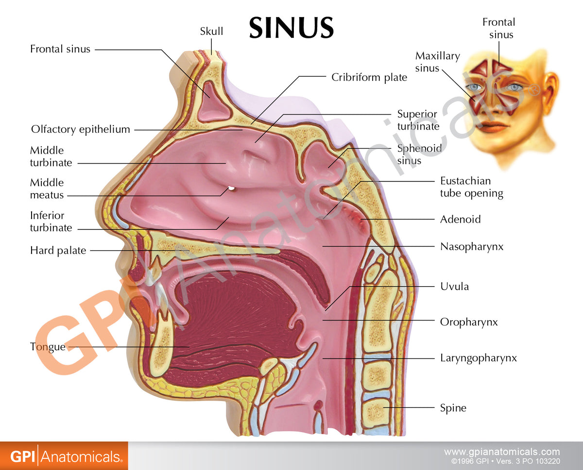 3d Sinus Function Sinus Model – GPI 3D Anatomy
