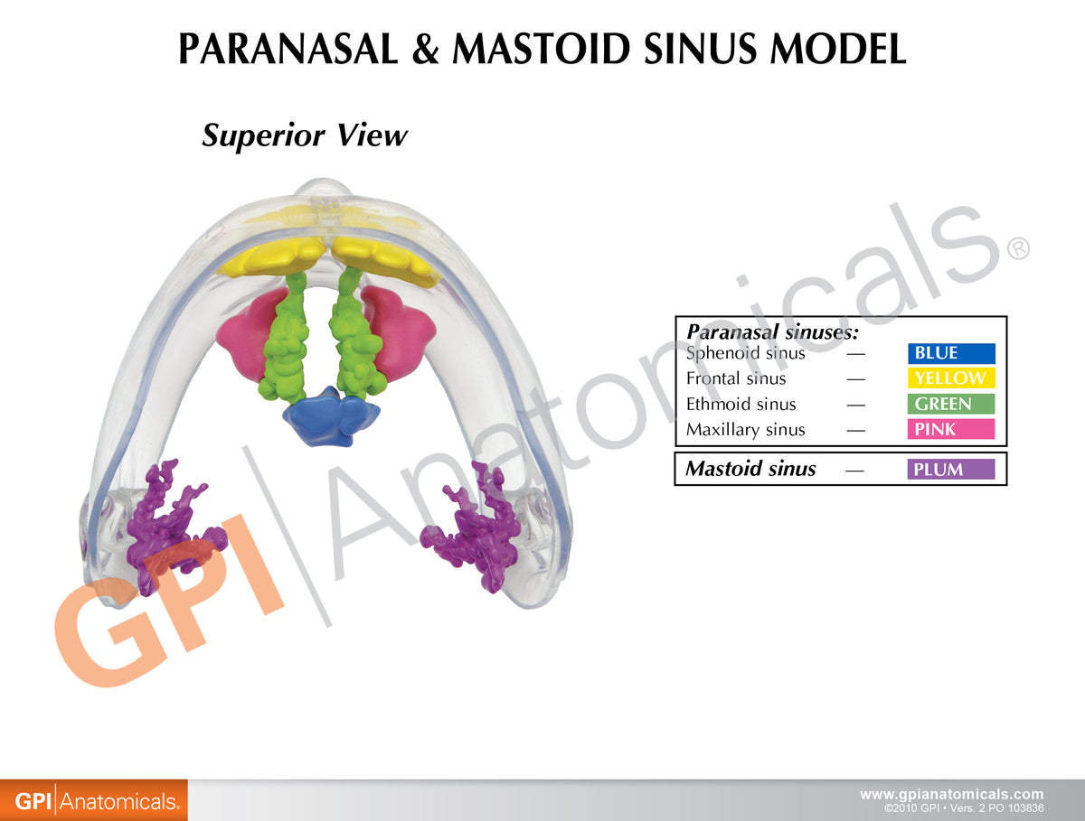 3d Sinus Function Clear Sinus Model – GPI 3D Anatomy