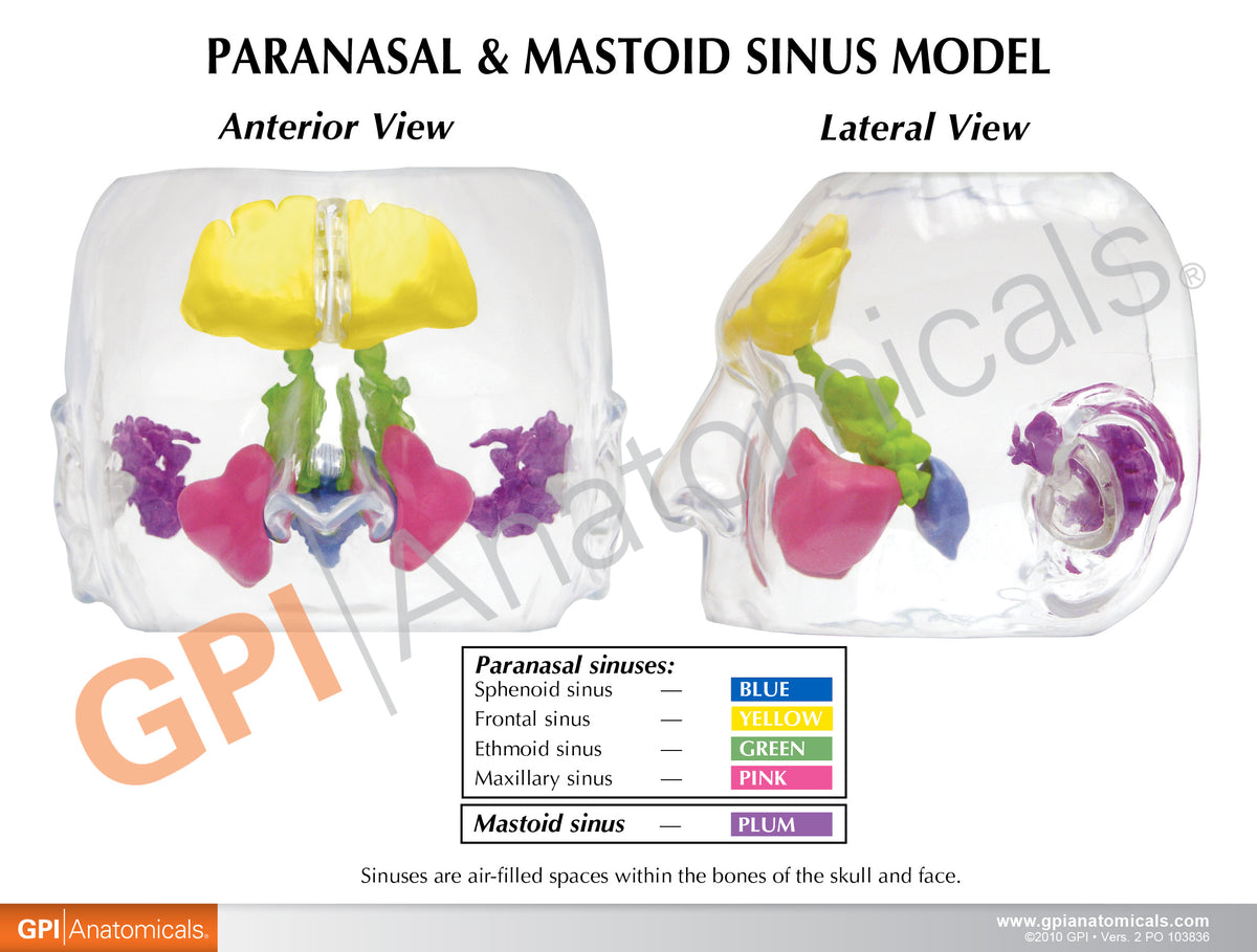 3d Sinus Function Clear Sinus Model – GPI 3D Anatomy