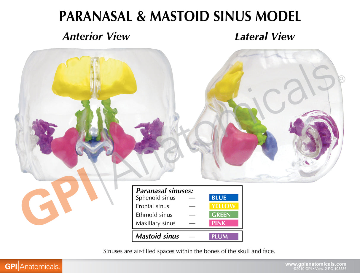 Clear Sinus Model