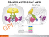 Clear Sinus Model
