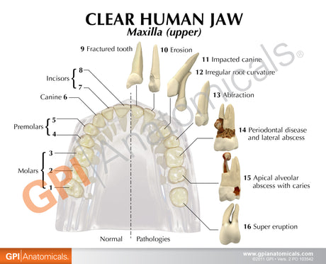 Teeth Model, Clear