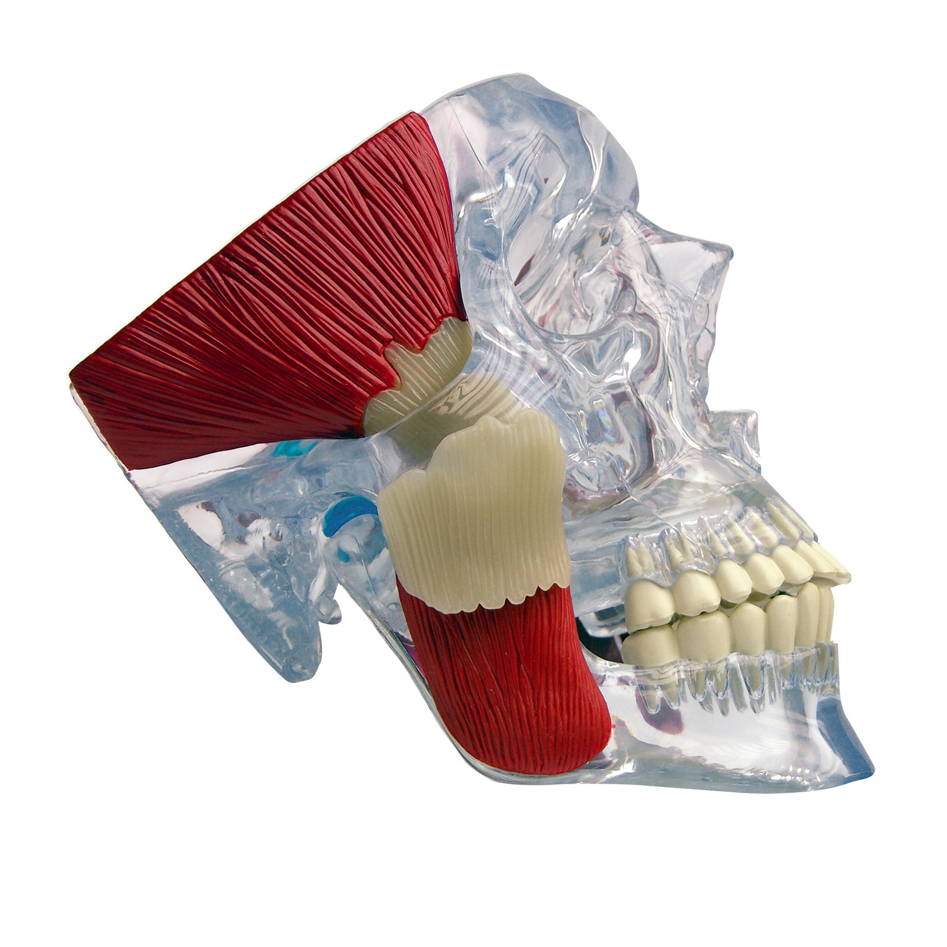 Temporomandibular Joint (TMJ) Model – GPI 3D Anatomy