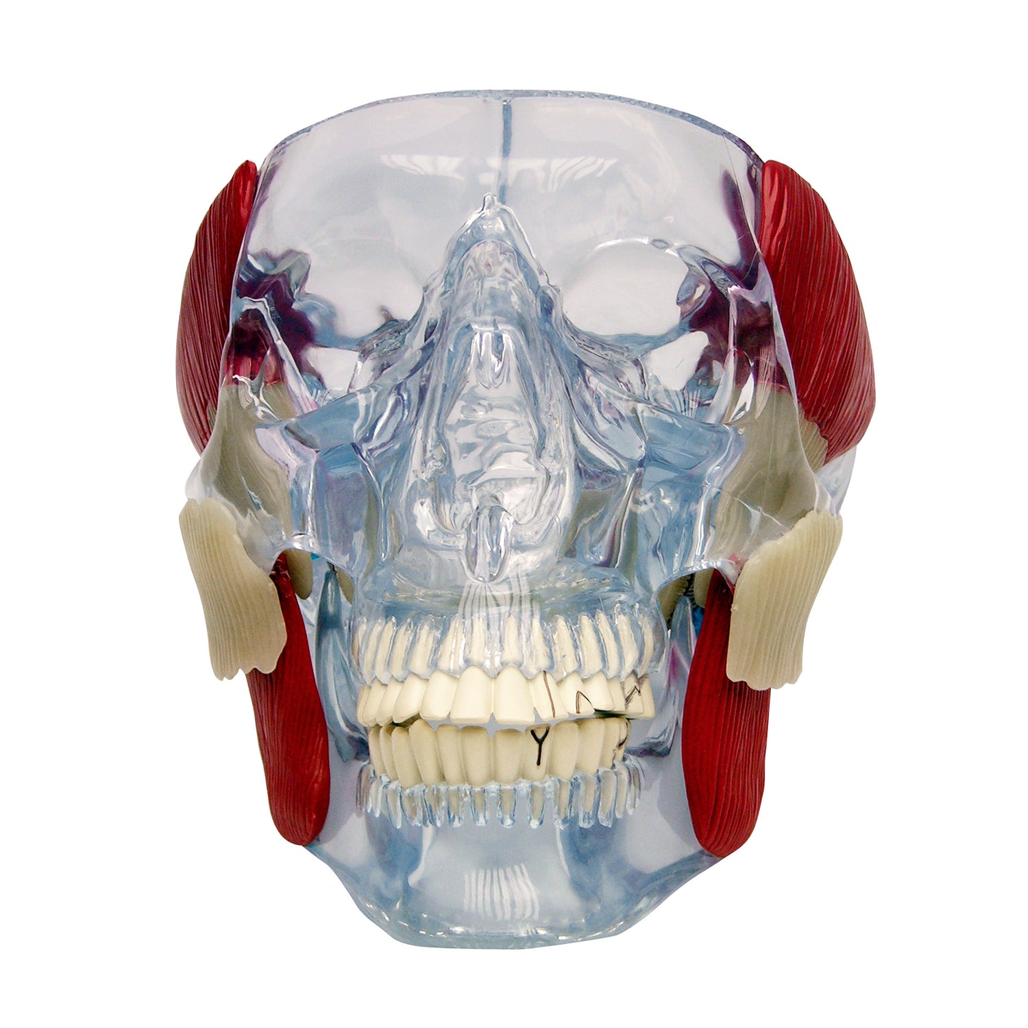 Temporomandibular Joint (TMJ) Model – GPI 3D Anatomy