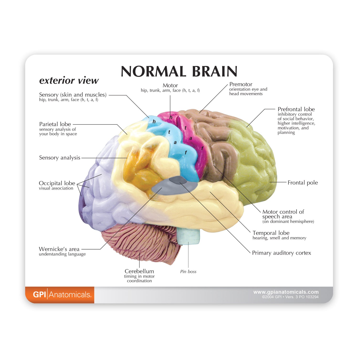 Half Brain Model – GPI 3D Anatomy