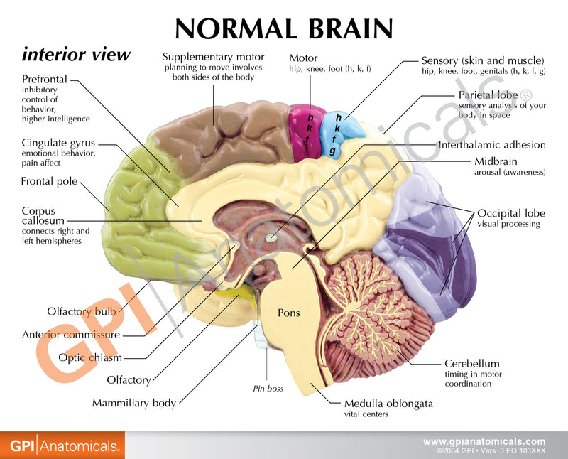 Half Brain Model – GPI 3D Anatomy