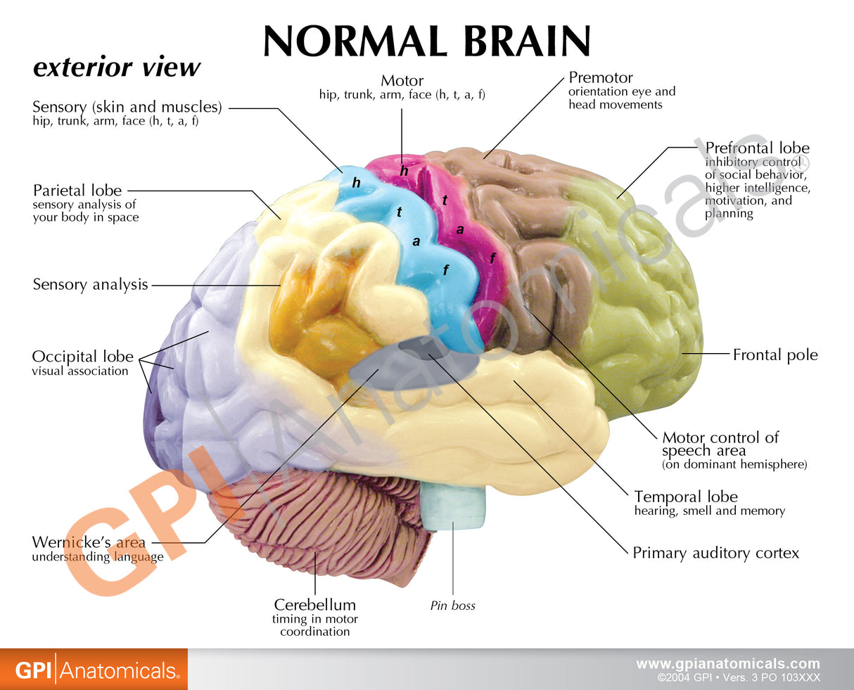 Half Brain Model