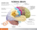 Half Brain Model