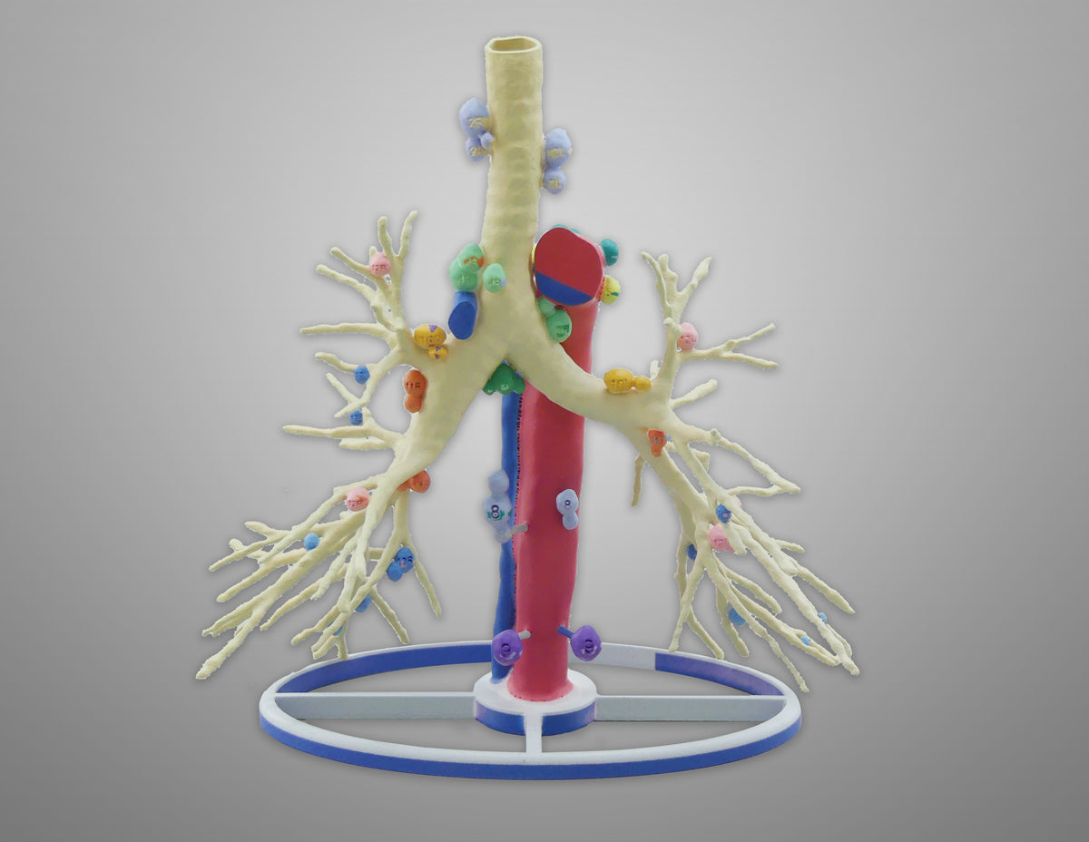 Lymphatic System Tree Custom 3D Anatomy Models | Tracheobronchial Tree With Lymph Nodes ...