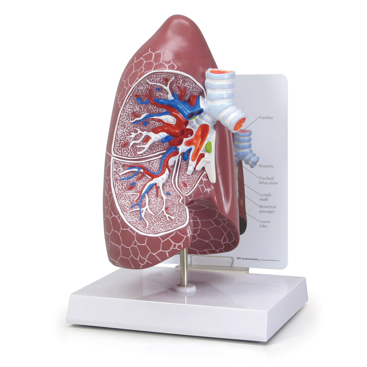 Normal Lung Model – GPI 3D Anatomy