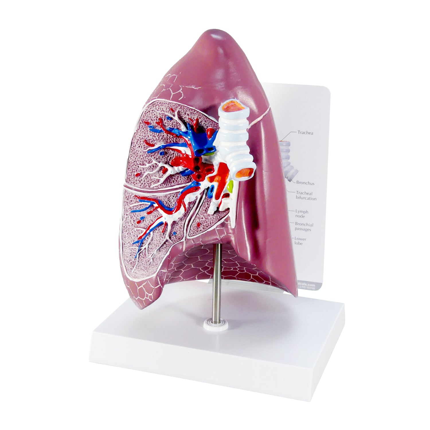 Normal Lung Model – GPI 3D Anatomy