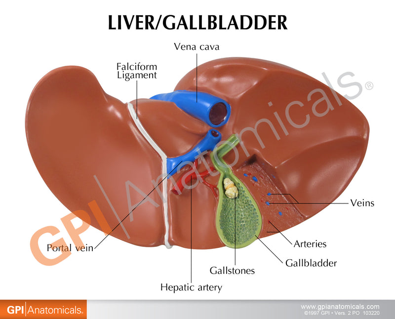 Liver and Gallbladder Education Card – GPI 3D Anatomy
