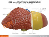 Liver Model with Common Pathologies
