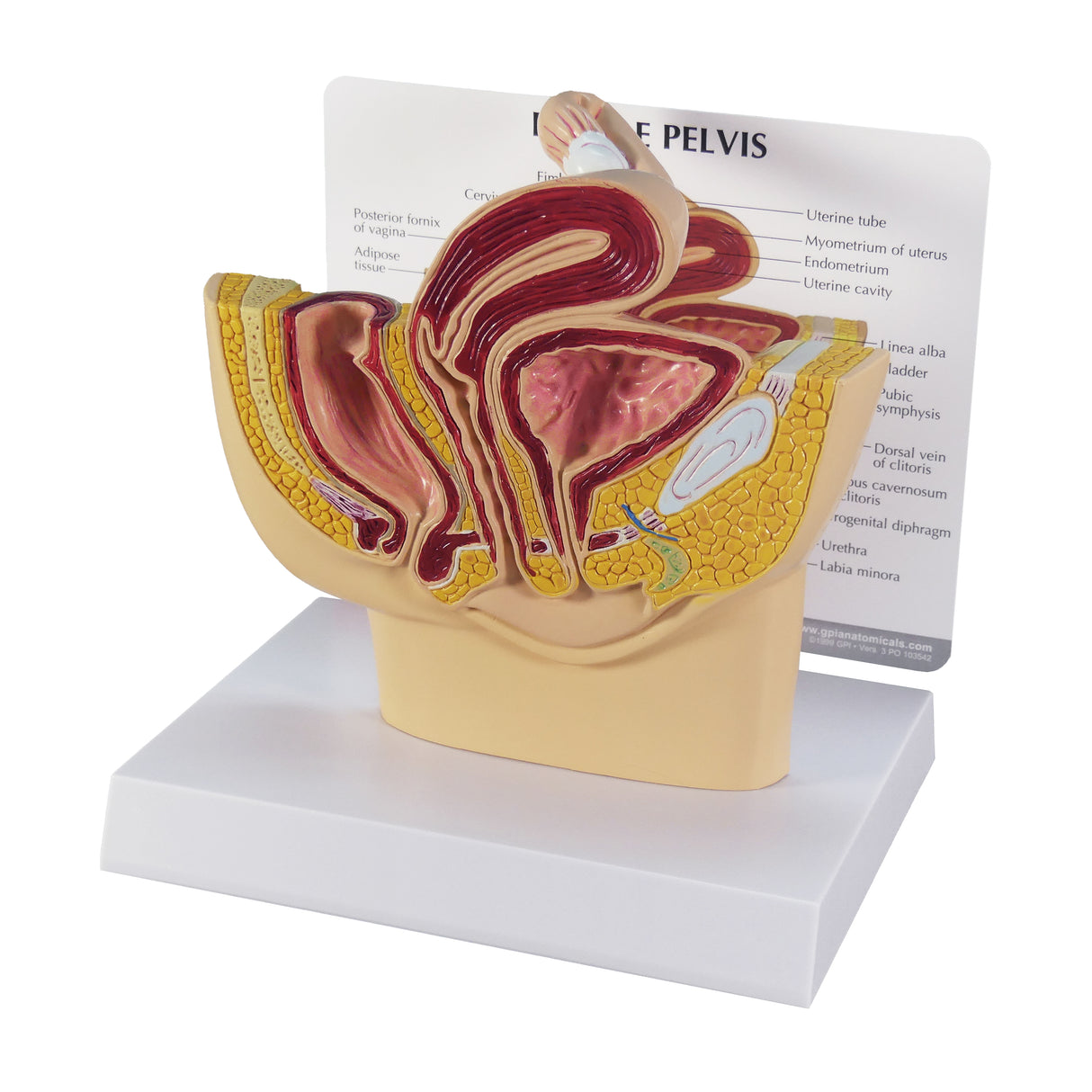Female Pelvis Model