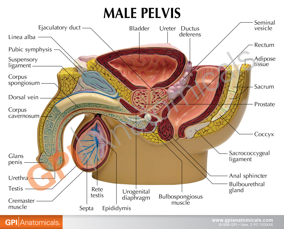 Male Prostate Male Pelvis with Prostate Education Card – GPI 3D Anatomy