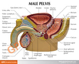 Male Pelvis with Prostate Education Card