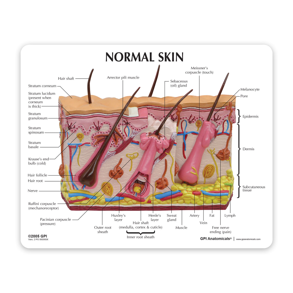 Skin Acne Cross-Section Model – GPI 3D Anatomy