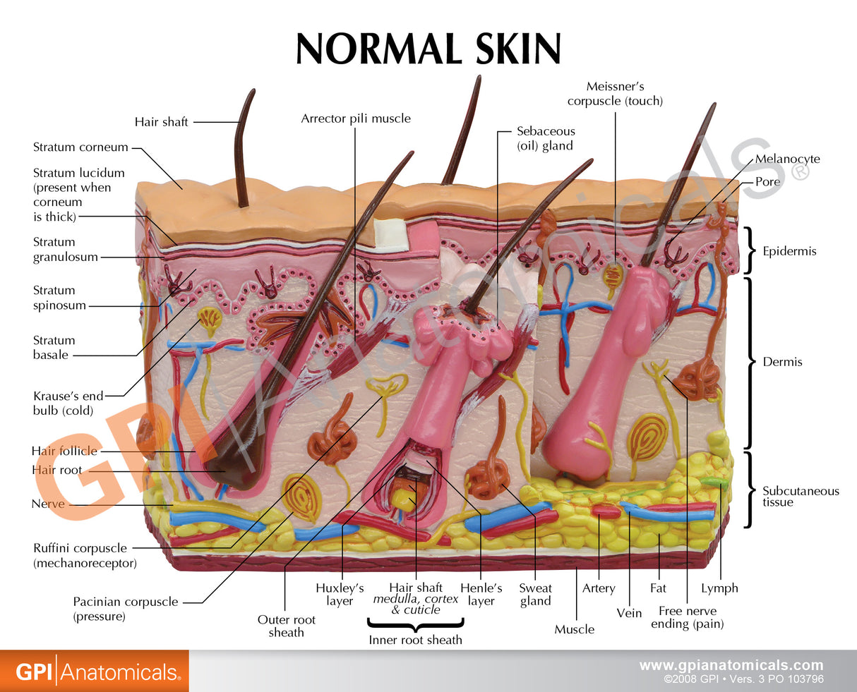 Skin Acne Cross-Section Model