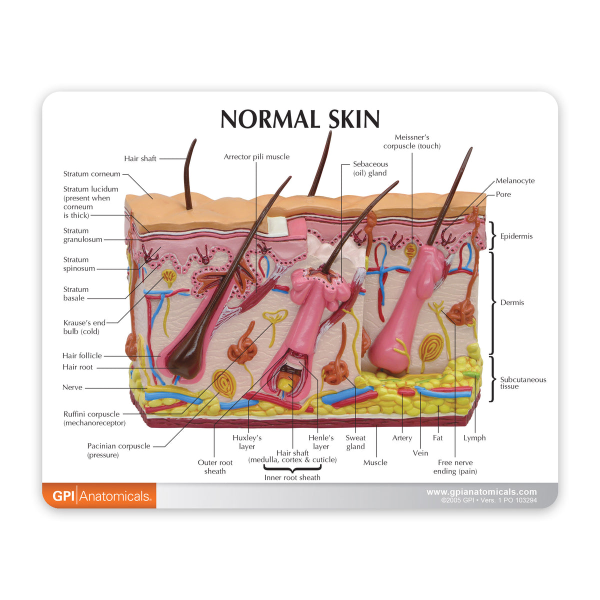 Skin Injury Models Skin Burn Model – GPI 3D Anatomy