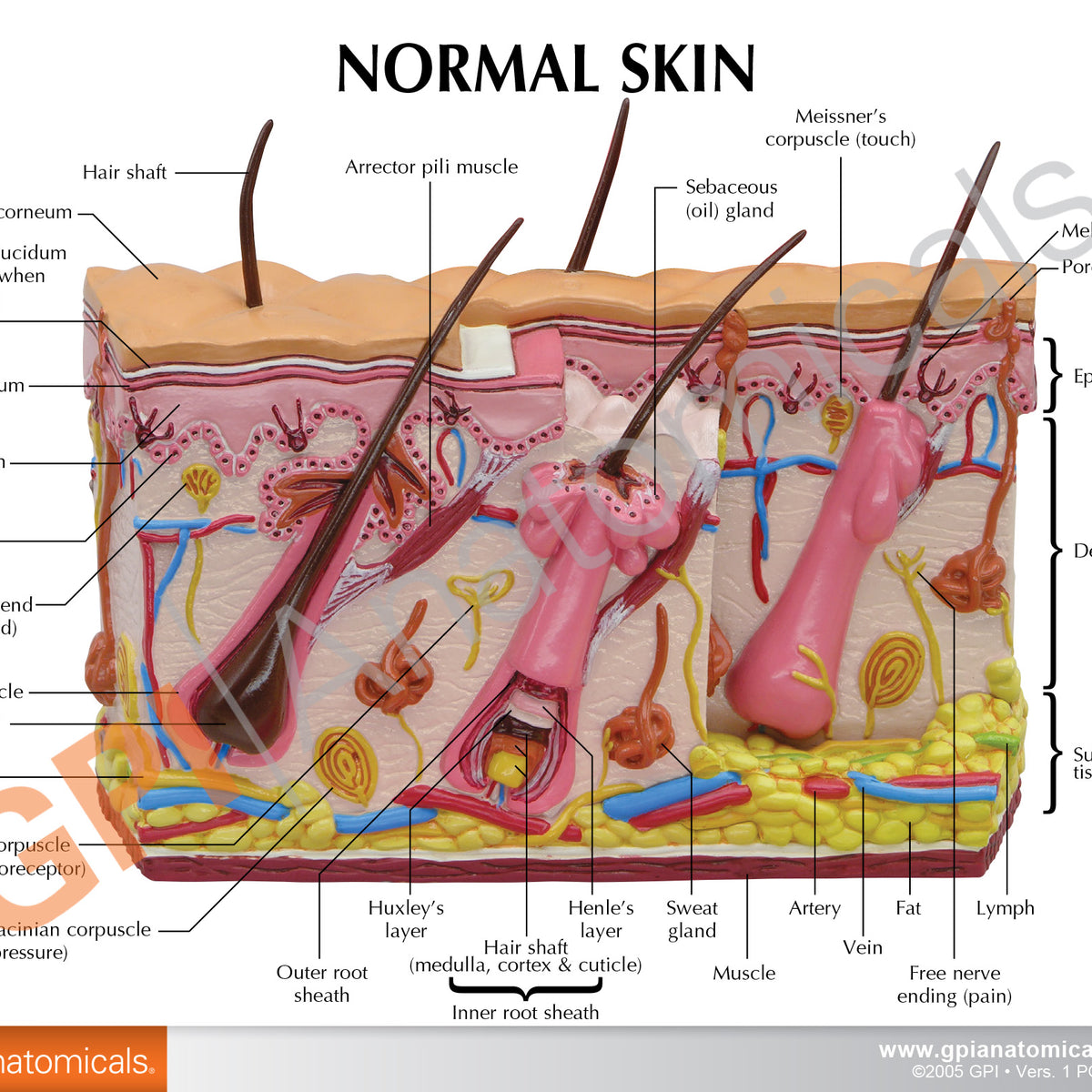 Skin Burn Education Card – GPI 3D Anatomy