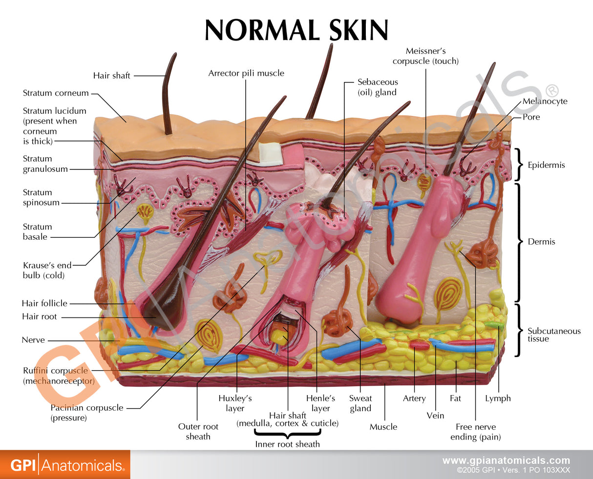Skin Burn Model