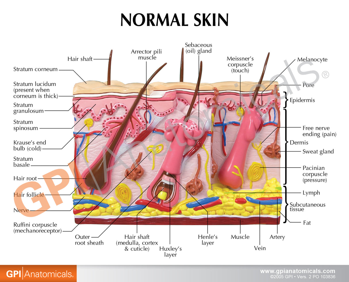 Aging Skin and Hair Loss Model