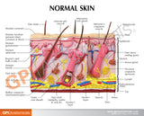Aging Skin and Hair Loss Model