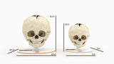 Infant Skull, Normal - Male, 8 Months