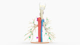 Tracheobronchial Tree With Lymph Nodes - Male, 28 Years