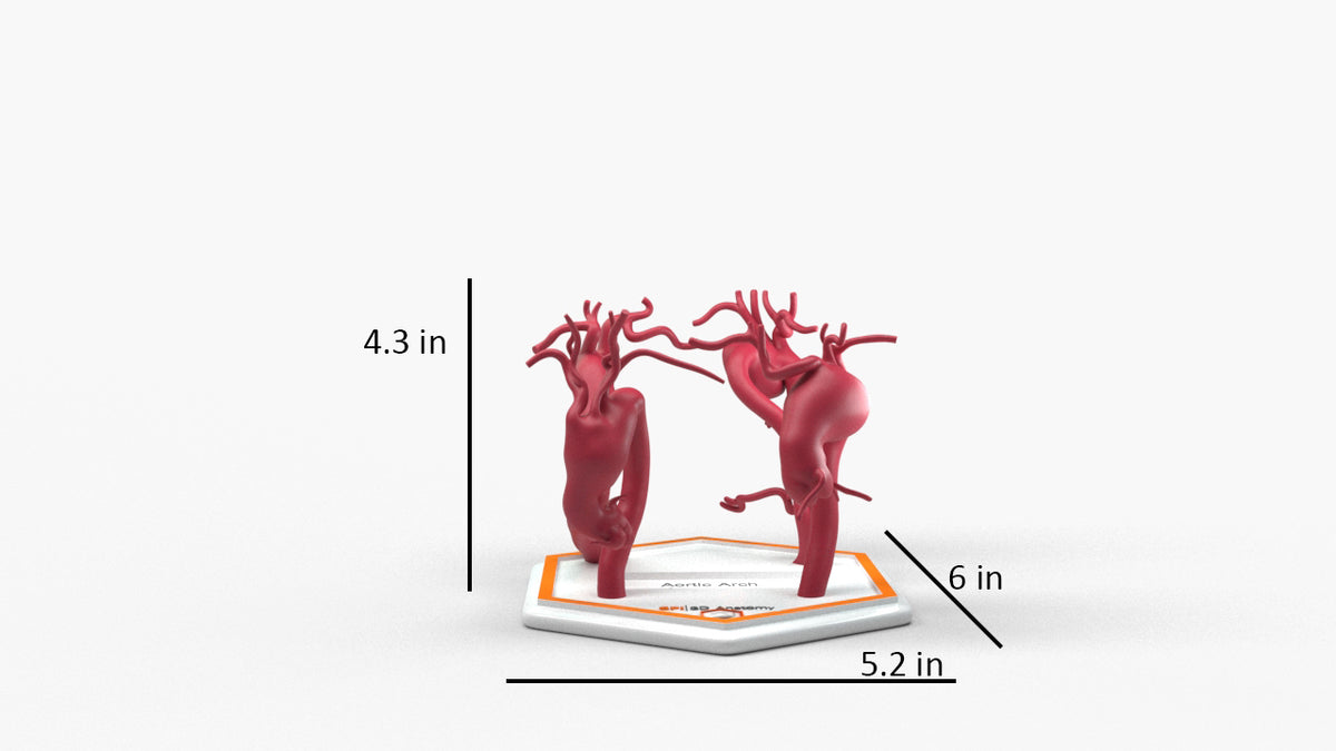 Aortic Arch Aneurysm Series – GPI 3D Anatomy