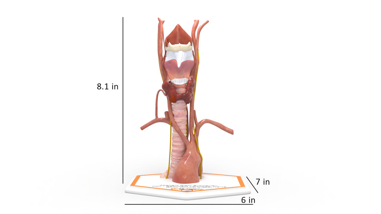 Aberrant Right Subclavian Non-Recurrent Laryngeal Nerve Right Thyroid Tumor