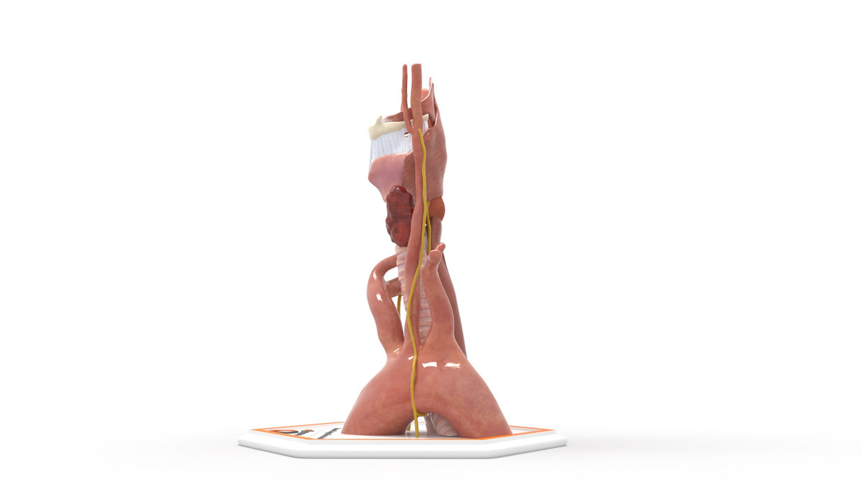 Recurrent Laryngeal Nerve Anatomy