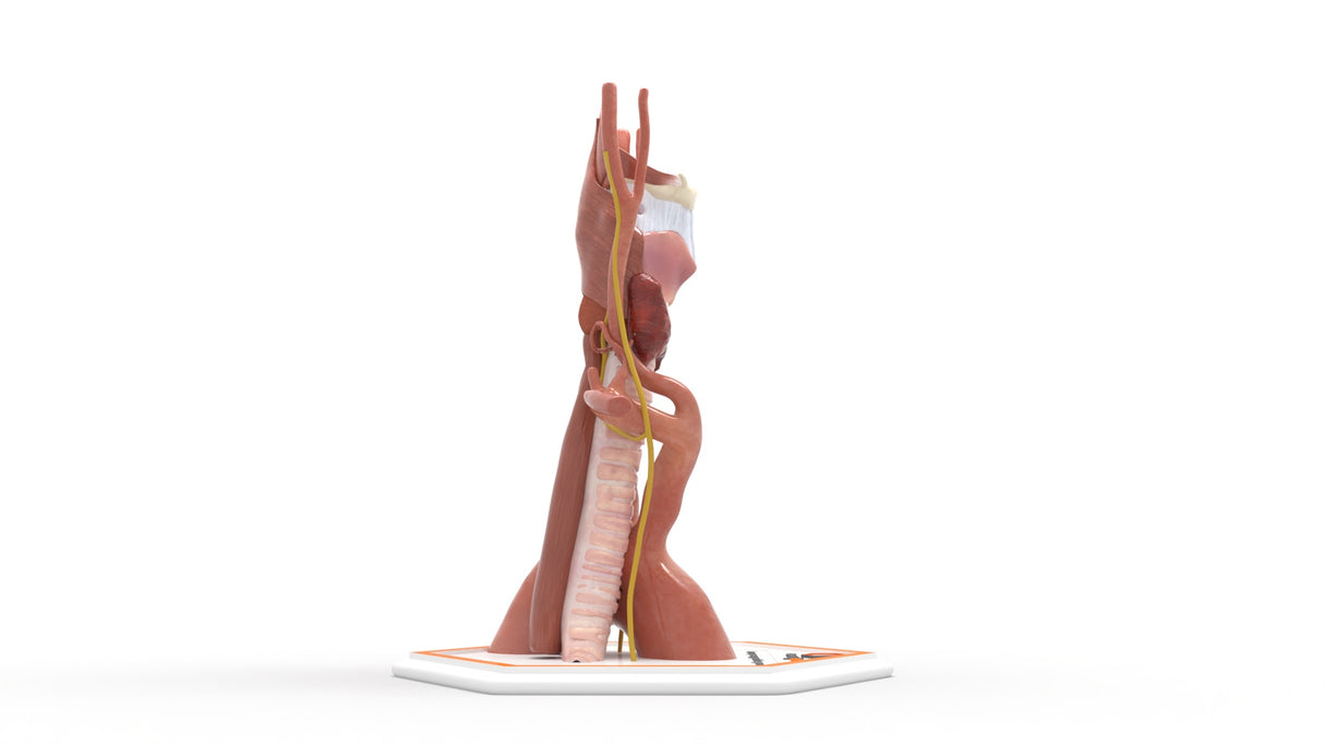 Recurrent Laryngeal Nerve Anatomy