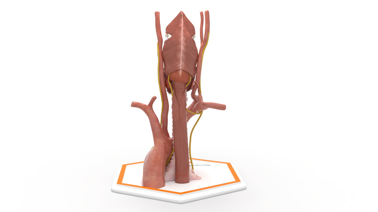 Recurrent Laryngeal Nerve Anatomy