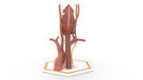 Recurrent Laryngeal Nerve Anatomy