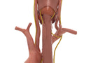 Recurrent Laryngeal Nerve Anatomy