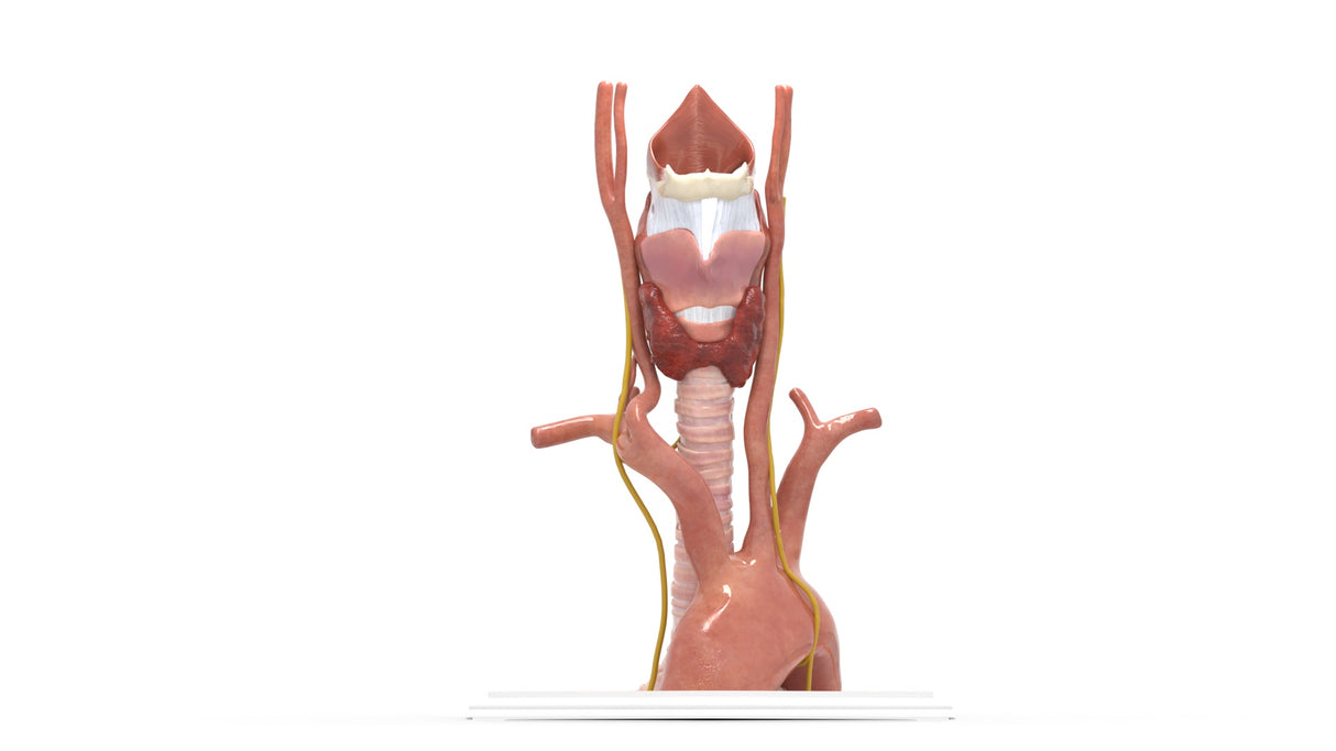 Recurrent Laryngeal Nerve Anatomy