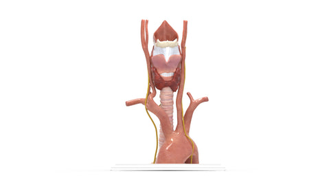 Recurrent Laryngeal Nerve Anatomy