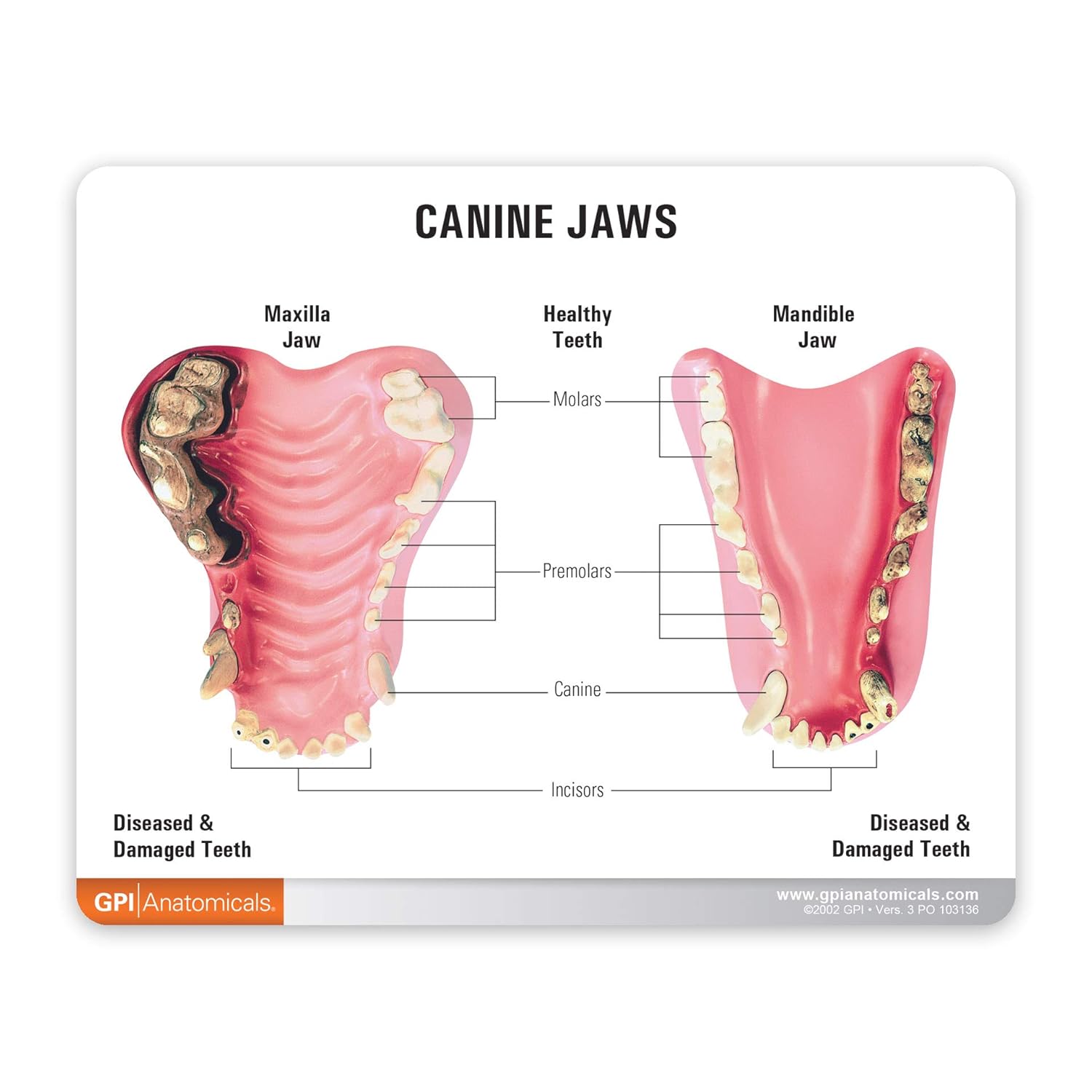 Dog Sick Tooth Anatomy Model – Canine Jaws Veterinary Skeleton Teaching Tool