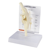 Canine Knee Model
