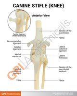 Canine Knee Model