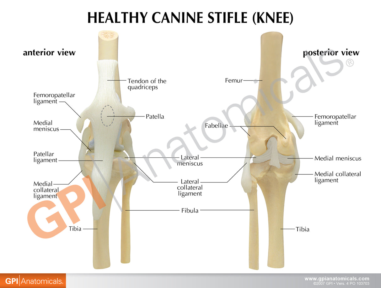 Canine 4-Stage Knee Set Education Card