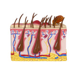 Canine Skin Model with Flea Bite