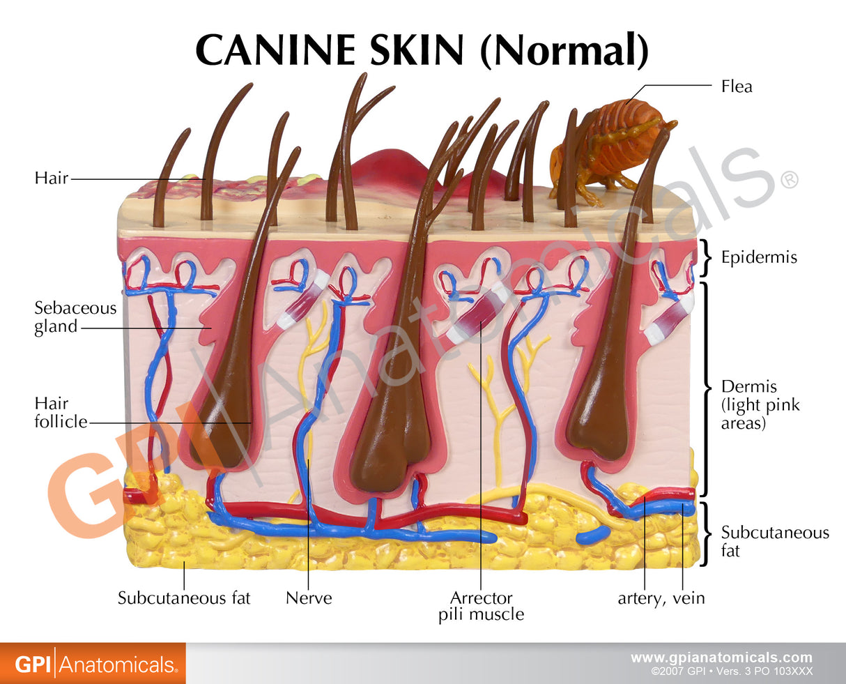 Canine Skin Model with Flea Bite