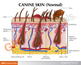 Canine Skin Model with Flea Bite