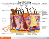 Canine Skin Education Card