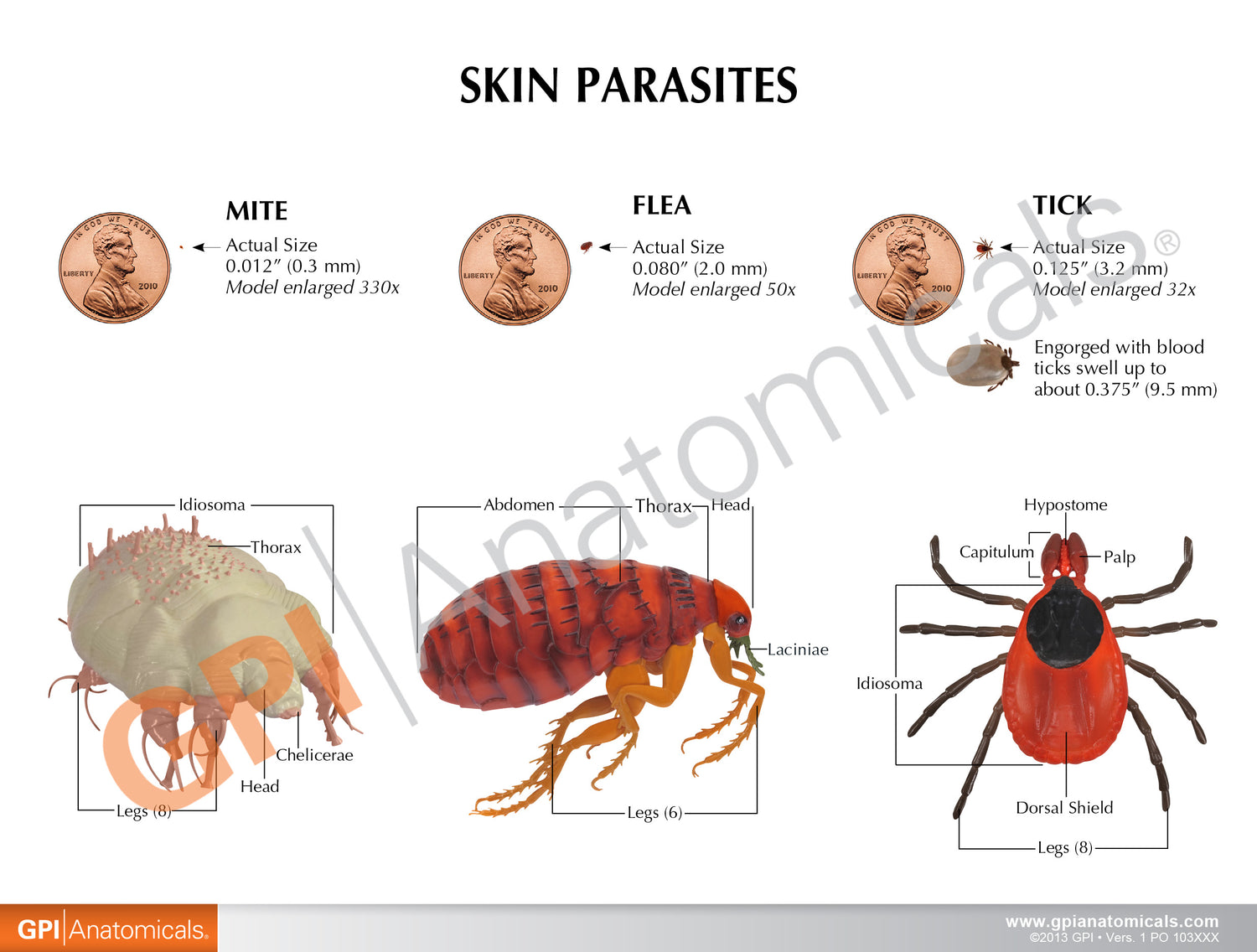 Canine Skin Parasites Education Card GPI 3D Anatomy canine-skin-parasites-education-card-gpi-3d-anatomy