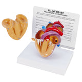 Feline Heart with Hypertrophic Cardiomyopathy Model